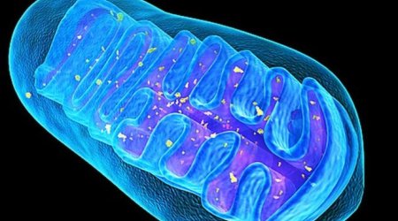 Mitochondria editing tried in mice