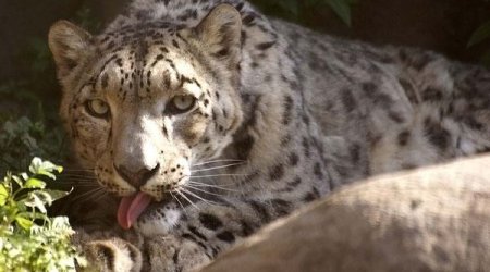 Сторож отбился от леопарда за 40 секунд