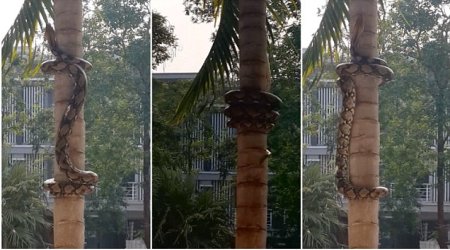 Strangely mesmerising footage shows methodical way pythons climb trees