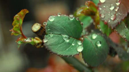 Baku weather forecast for May 1