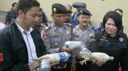 Smugglers cram cockatoos into plastic bottles to get them through customs