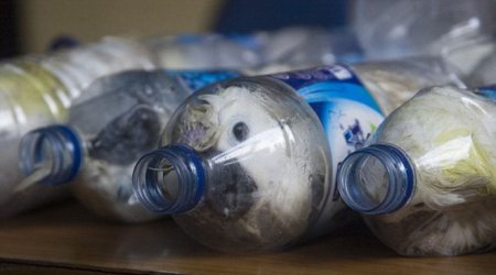 Полиция спасла какаду от смерти