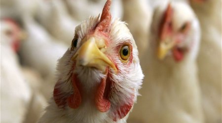 Azerbaijan bans Turkish poultry imports due to bird flu outbreak