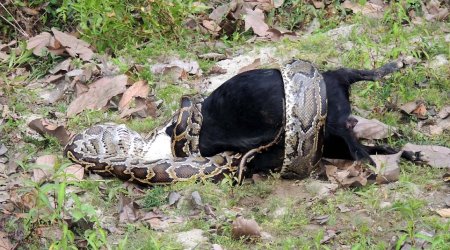 Horrific moment live goat is swallowed by 10ft python in Indian nature reserve