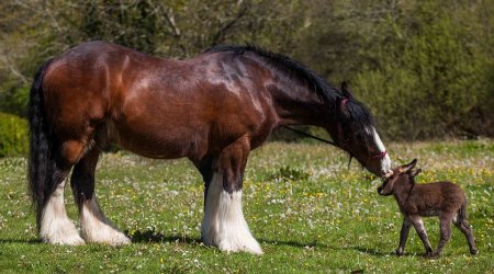 Newborn donkey only 21 INCHES tall makes friends with 5ft 6ins shire horse