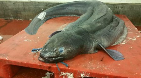 Record-breaking fish caught off British coast