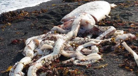 Giant sea monster from the deep washes up on New Zealand beach