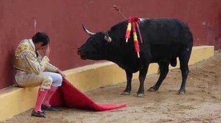 Бык напал на людей