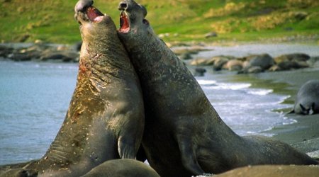 Why do men exist? To ward off DISEASE