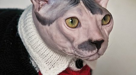 Cat that looks like Hitler