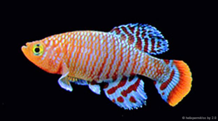 The most extreme fish on Earth