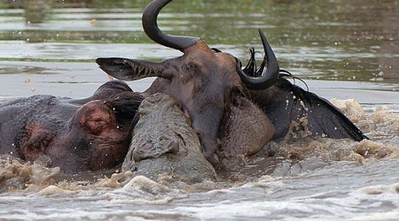 Amazing three-way battle to the death between a hippo, a crocodile and a wildebeest