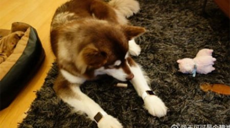 Cын миллиардера купил собаке золотые Apple Watch