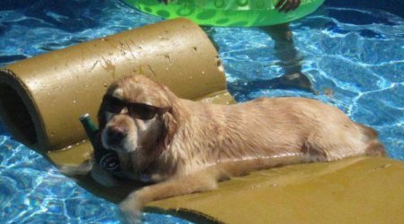 У бездомных животных есть свой центр