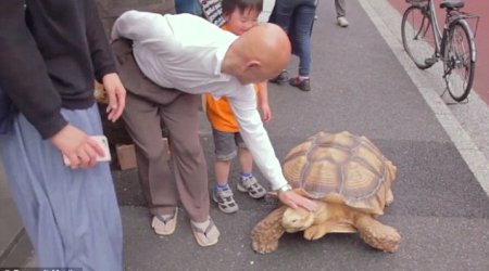 Funeral director has spent 19 years walking the streets with the giant pet tortoise