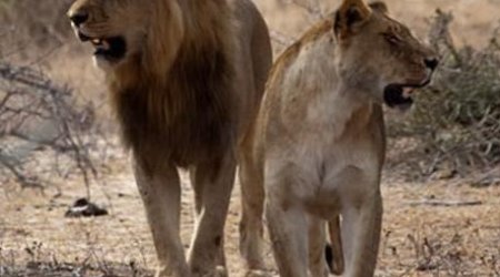 Львица атаковала туристов