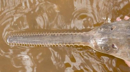 Sawfish 'virgin births': Species procreates without males, says study