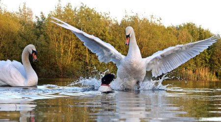 Dramatic moment a dog and swan come to blows in lake