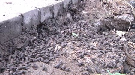 Tens of thousands of TOADS descend on town following heavy rainfall