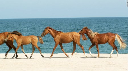 The Azerbaijani sport that makes horse sense