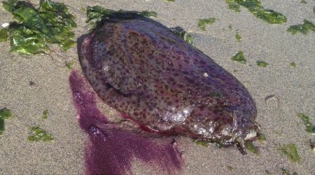 California residents call police after as giant purple sea slugs wash up on beach