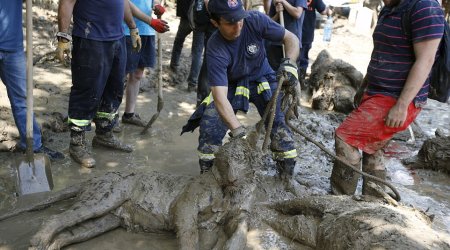 A pitiful end for the animals of Georgia's flooded zoo