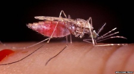 New anti-malaria drug developed at Dundee University