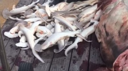 Fisherman removes 34 baby sharks from the body of dead hammerhead mother