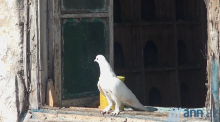 MƏN: Quşbaz Natiq: 