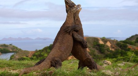 Real life battle between two Komodo dragons