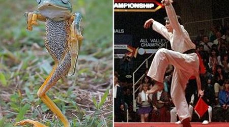 The frog that thinks it's the Karate Kid