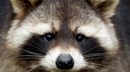 Пьяный енот развеселил рабочих