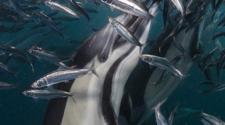 Greatest shoal on earth!