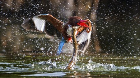 Kingfisher survives being dragged underwater