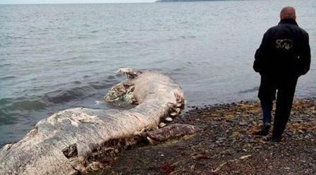 What is this mysterious 'furry dolphin'?