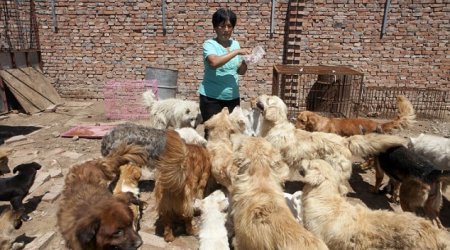 Revealed, the hero of the Chinese dog meat festival