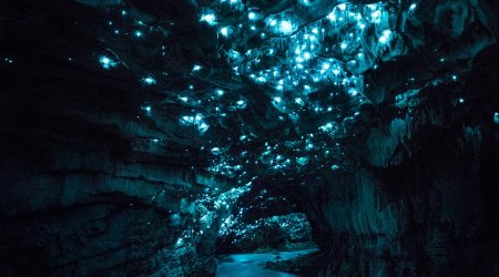 Photographer's mesmerising shots of glow worms