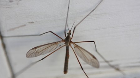 Наиболее опасные животные