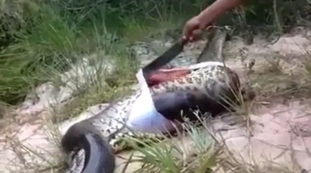 Villagers cut open swollen body of a dead anaconda to discover ...