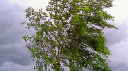 Baku weather forecast for July 11