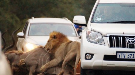 Breathtaking moment beasts catch antelope