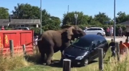 Elephants smash up a car and terrorise tourists