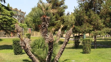 Плачущие деревья на бакинском бульваре  - ФОТО