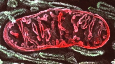 Mitochondrial disease study raises hope of treatment