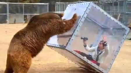 Could you grin and BEAR it?
