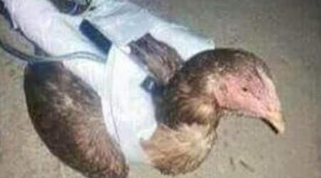 Is ISIS developing suicide CHICKENS?