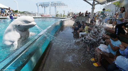 Having a whale of a time in a heatwave