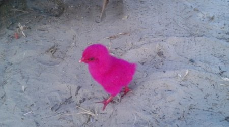Dyed pink and tied up in suffocating plastic bags