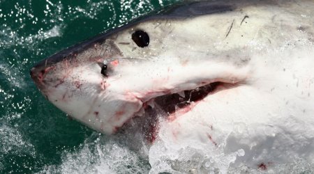 Seven facts that will change the way you think about sharks