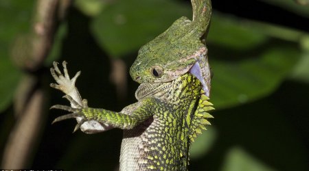 Incredible moment a skinny snake swallows a much fatter lizard head first